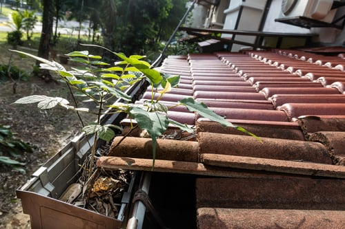 Fall Gutter Cleaning and Leaf Removal: A Charlottesville Checklist